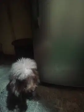 Anjing poodle stbm lucu dijual murah karena mau pindah