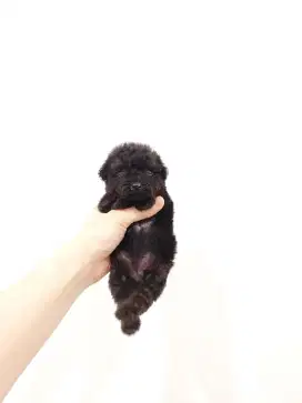 puppy poodle betina non stb non vksn !!! no php