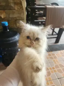 Kitten persia longhair