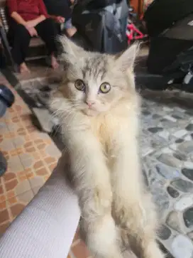 Kucing persia long hair