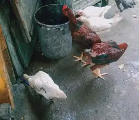 Jual ayam kampung Joper 5 ekor
