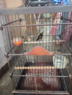 Burung konin fullset