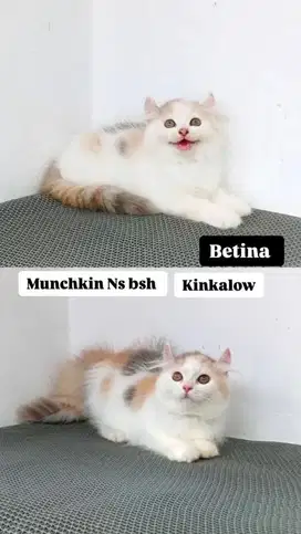 Kitten munchin ns bsh kinkalow