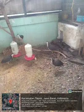 AYAM AYAMAN SAWAH