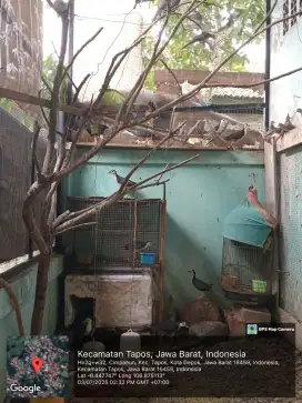 BURUNG PERKUTUT LOKAL