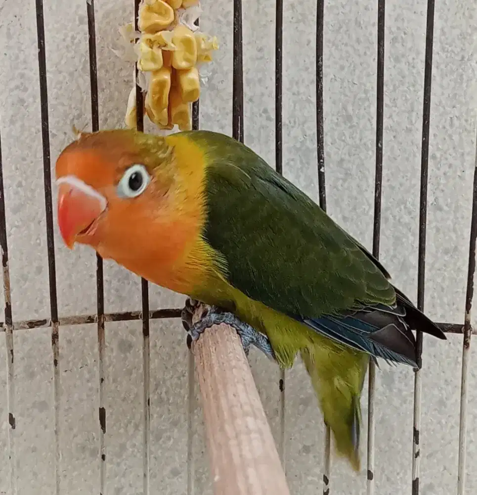 Jual BURJA Lovebird Baby JOSAN