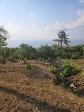 Dijual tanah 20 are di Lovina, Buleleng, Banjar, Bali