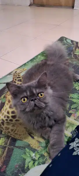 Kucing amggora/kucing persia peaknose /kitten persia jantan