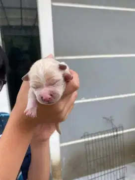 Anak anjing ( open adopsi)