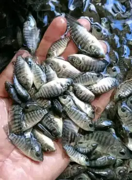 Jual bibit ikan nila hitam ikan Redy siap kirim yg minat cat wa