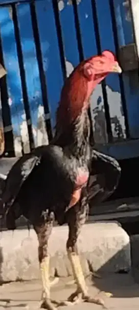 Monggo yg minat ayam bangkok sisik kaki buaya