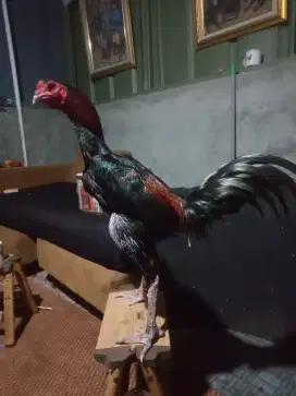 Ayam Bangkok pakhoy