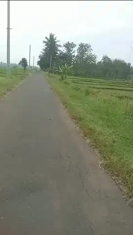 Tanah Sawah Tepi Jalan Aspal Di Sleman Barat Yogyakarta