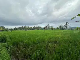 Dijaul Tanah Prime View Sawah dan Gunung di Tegallalang, Gianyar