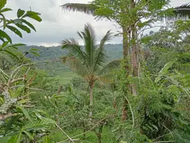 Dijual tanah kebun kopi murah di desa belimbing Pupuan Tabanan bali