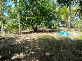 Dijual tanah kebun murah di selemadeg barat,kab Tabanan bali