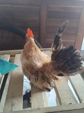 Monggo yg minat ayam kate jantan