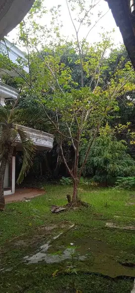 Dijual segera via lelang rumah lapang di jagakarsa, Jakarta Selatan