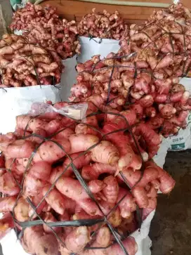 Lengkuas merah segar siap kirim