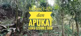 Kebun Alpukat Kopi Jati Gunungronggo Tajinan Malang