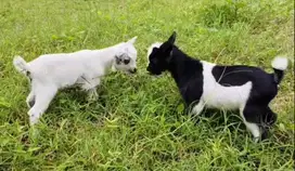 sepasang bibit kambing pygmi asli ori FB 3 bulanan exotik unik kerdil
