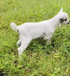 sepasang anakan kambing pygmi asli original murni FB TB 30cm exotik ok