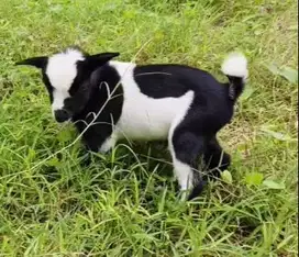 sepasang anakan kambing pygmi asli original murni FB TB 30cm exotik ok