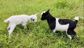 sepasang anakan kambing pygmi asli original murni FB TB 30cm exotik ok