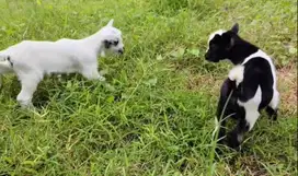 sepasang anakan kambing mini pygmi 3 bulanan TB 30cm kerdil exotik top