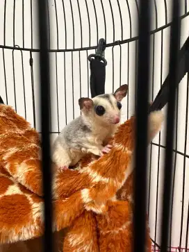 sugar glider White mosaic jantan usia 4 bulan