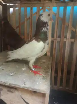 Burung merpati blantong sepasang/burung dara tinggian