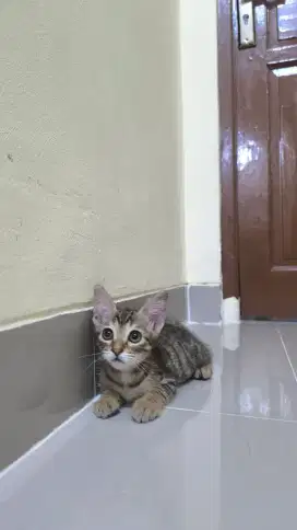 Lepas adopt kucing rumahan