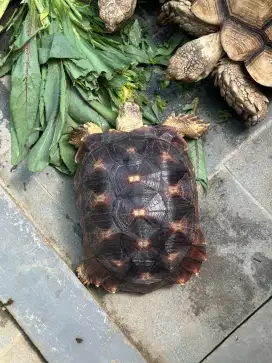 kura darat sulcata 32cm prediksi betina