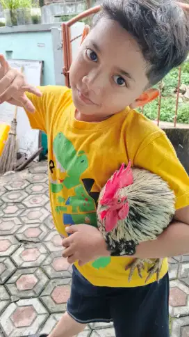 Ayam Kate sepasang,jago nelor