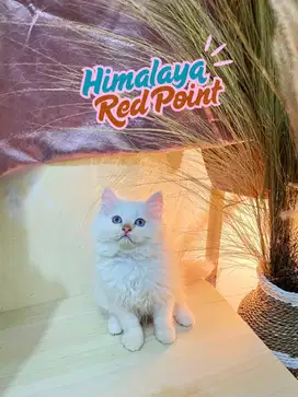 KITTEN HIMALAYA RED POINT