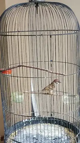 Jual burung golejra