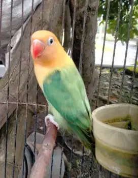 Lovebird biola Aqua pied blue1