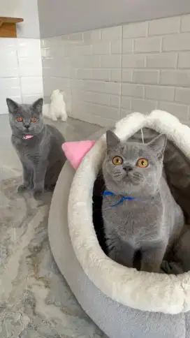 Kucing BSH Betina
