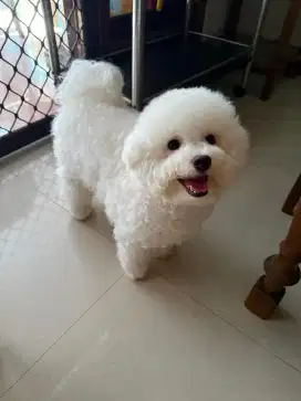 BICHON blood line Korea
