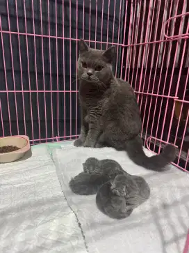 british shorthair abu - abu