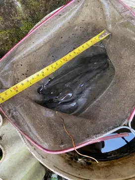 Bibit ikan lele