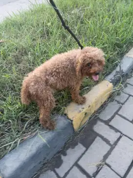 Anjing poodle  1 th.betina