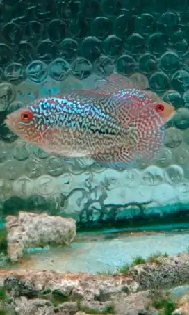 ikan louhan kamfa 5cm free marking lohan kamfa