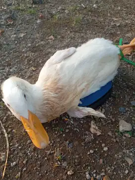 Jual Bebek Peking