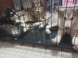 Jual anakan alaskan malamute puppies