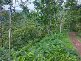 Tanah Pruduktif Kebun Cengkeh