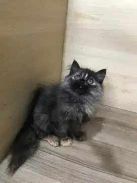 Persia flatnose mix peaknose longhair