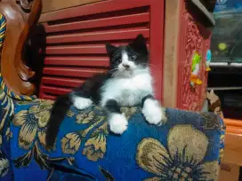 Betina umur 2 bulan