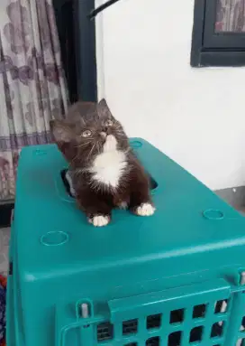 Munchkin x bsh black bico