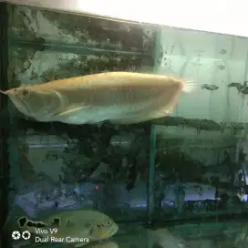 Arwana brazil albino